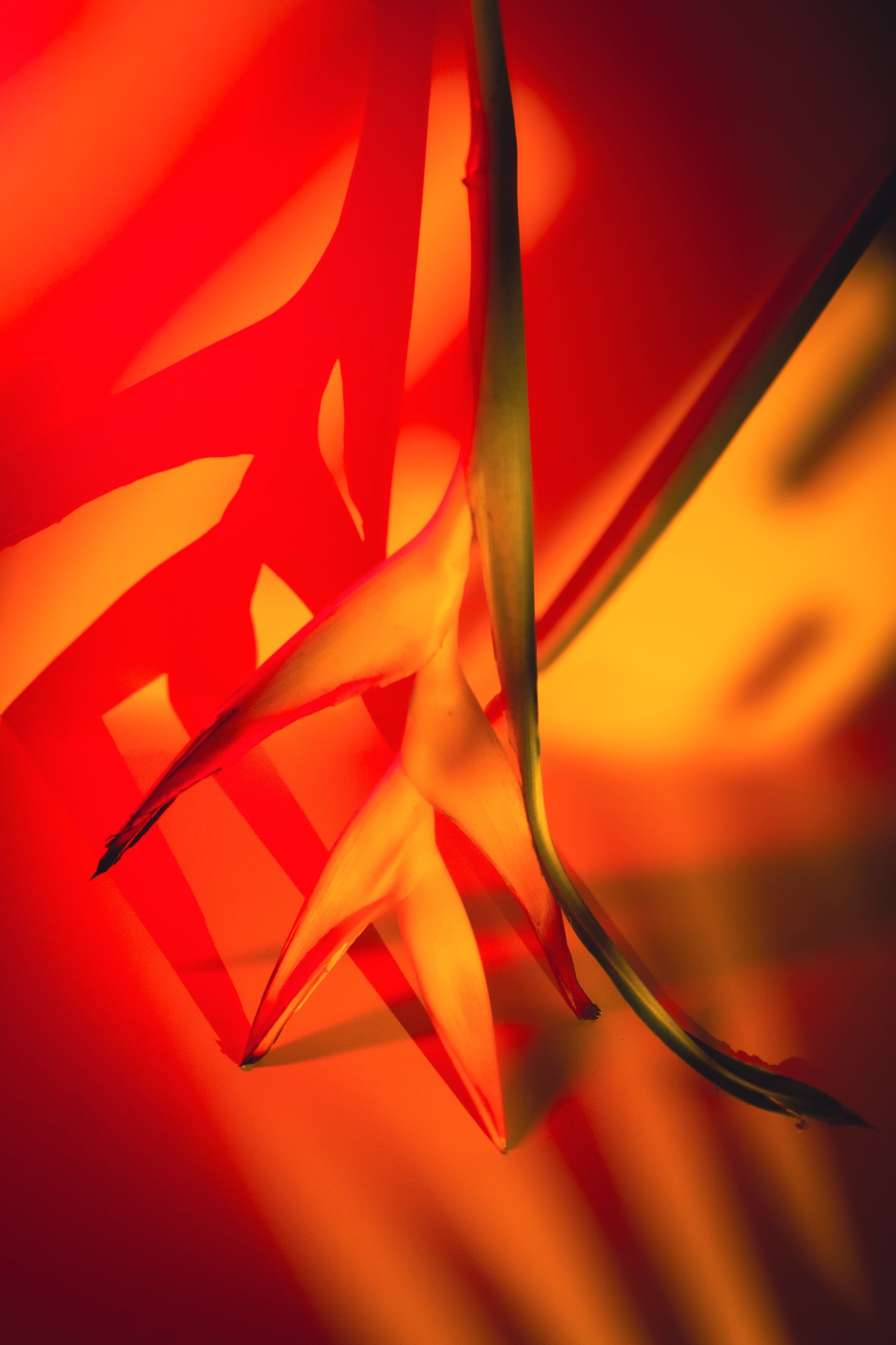 Fine Art Photography Prints